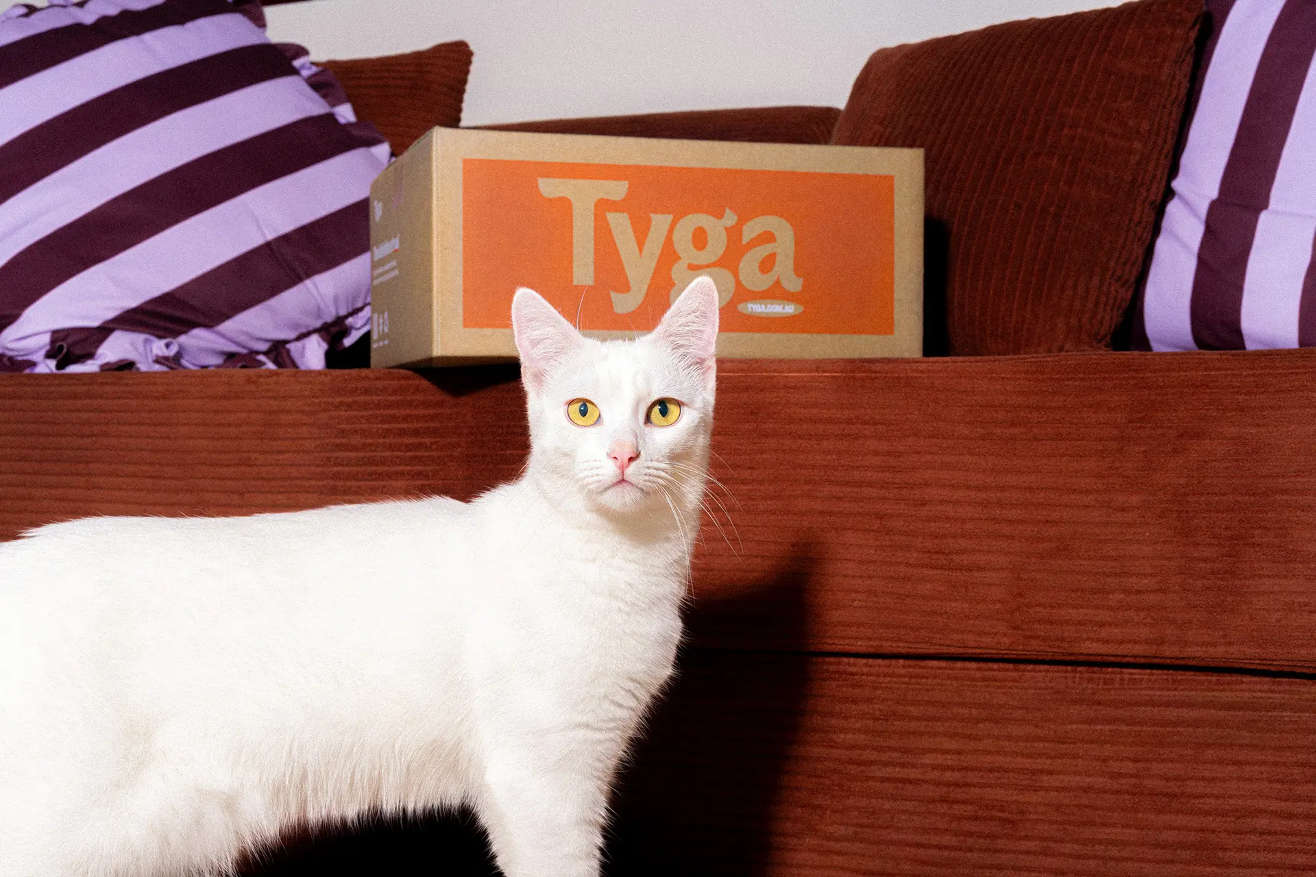 Cat in front of a Tyga box